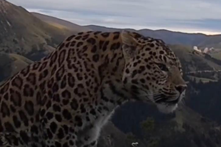 秀我中國｜金錢豹化身“生態護林員”，晝夜巡護山林，處處打卡，“豹贊”！