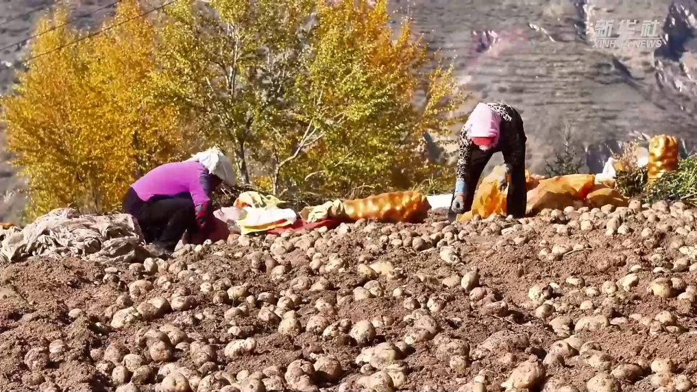 青?；ブ厚R鈴薯迎豐收