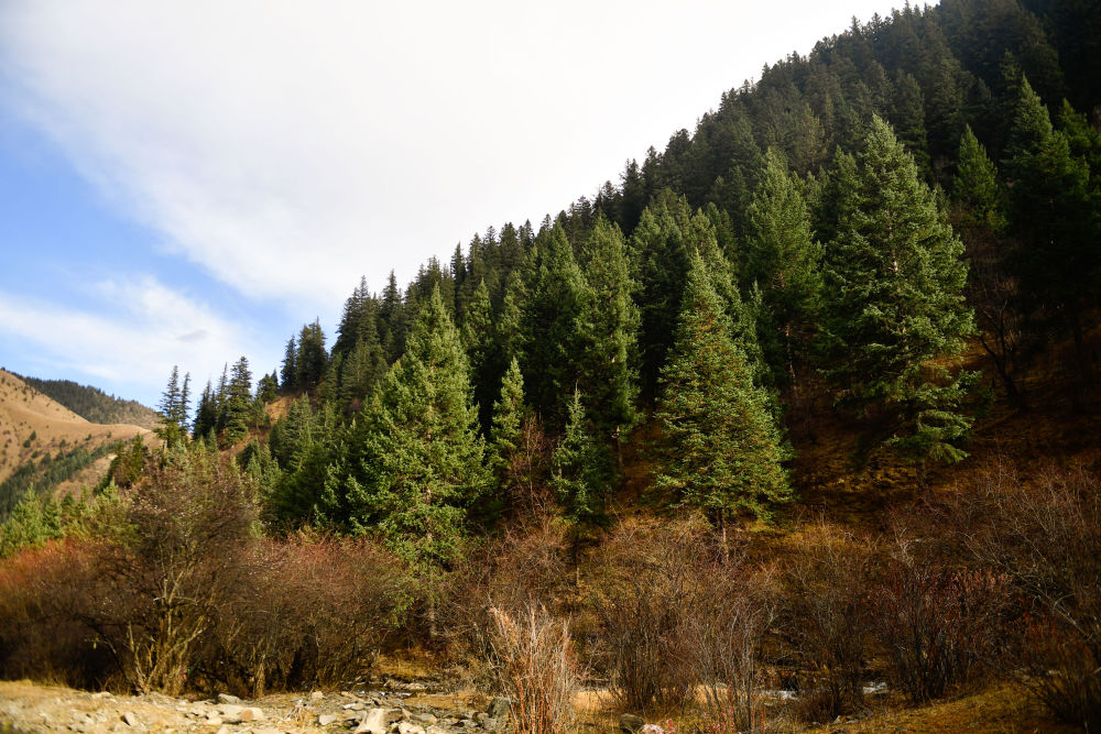 半月談丨一場長江源頭的生態覺醒