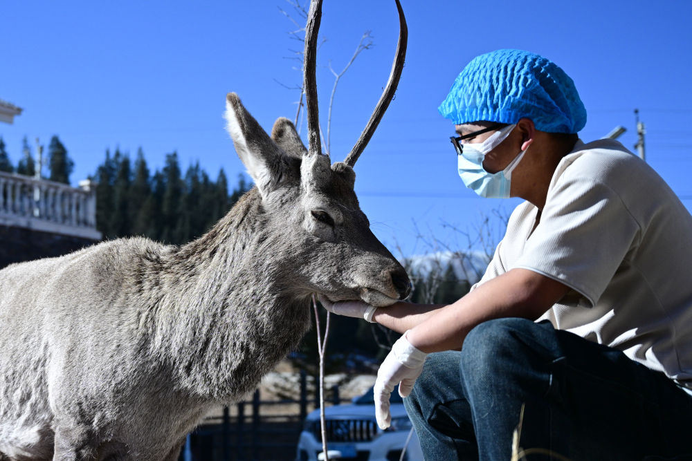 祁連山下，有家野生動物“福利院”